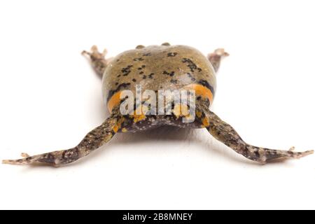 Gebänderter Bullfrosch oder asiatische Schmalmaulkröten, die er auch mit Keulen oder Blasenfrosch kennt dieser Frosch ist in Südost-Asien heimisch, isoliert auf weißem Grund Stockfoto