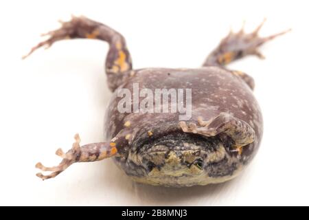 Gebänderter Bullfrosch oder asiatische Schmalmaulkröten, die er auch mit Keulen oder Blasenfrosch kennt dieser Frosch ist in Südost-Asien heimisch, isoliert auf weißem Grund Stockfoto