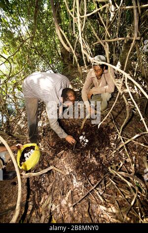 Sammeln von Eiern von Alligator-Mitleid-swampland, Caiman Crocodilus yacare, Corumbá, Mato Grosso do Sul, Brasilien Stockfoto