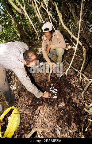 Sammeln von Eiern von Alligator-Mitleid-swampland, Caiman Crocodilus yacare, Corumbá, Mato Grosso do Sul, Brasilien Stockfoto