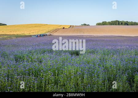 Bienenstöcke auf einer Centaurea cyanus fwoers Wiese im Kreis Swidwin in der nordwestpolnischen Wojewodschaft Westpomeran Stockfoto