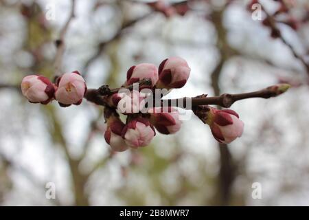 Rosafarbene Knospen mit weißen Blumen am Aprikosenbaumzweig im Frühjahr. Schöner Frühlingshintergrund mit Aprikosenblüte. Stockfoto