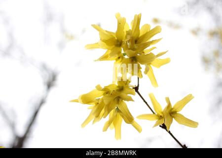 Nahaufnahme gelber Forsythia Blumen auf weißem Hintergrund. Schöne Osterblumen im Frühling Stockfoto