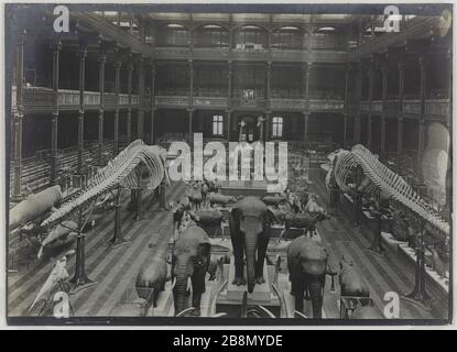 Serie "Nationalmuseum für Naturgeschichte", in der Grand Gallery of Evolution, 5. Pariser Stadtviertel. Série 'Muséum national d'histoire naturelle', intérieur de la grande galerie de l'Evolution, Paris (Vème arr.). Photographie de R. Schwartz. Tirage au gélatino-bromure d'argent, vers 1900. Paris, musée Carnavalet. Stockfoto