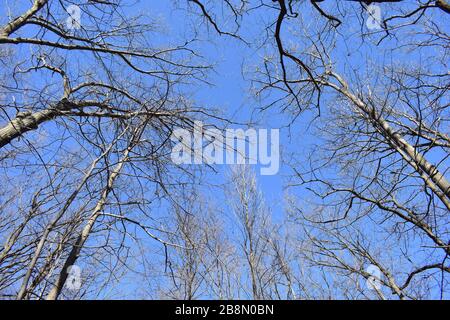 Karge Baumzweige vermitteln den Eindruck eines kalten Wintertags mit sonnigem, blauem Himmelshintergrund Stockfoto