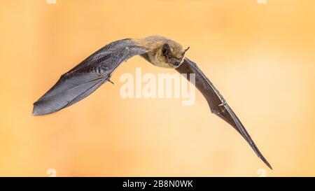 Flying pipistrelle bat (Pipistrellus pipistrellus) Aktion Schuß auf Holz-dachgeschoss von Haus mit hellen Hintergrund Stockfoto