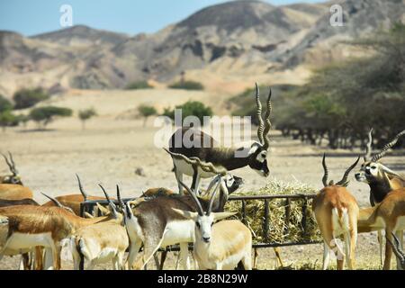 Sir Bani Yas, Vereinigte Arabische Emirate - 30. januar 2018 - der Chef im Stolz - die majestätische Antilope befiehlt die Gazellen Stockfoto