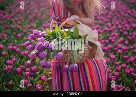 Zauberhafte niederländische Landschaft mit schönen langen roten Haaren, die im gestreiften Kleid tragen. Mädchen, die Blumenstrauß in bunten Tulpen hält, Blumen in Korb und Stockfoto