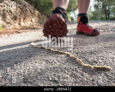 Seien Sie vorsichtig beim laufen. Prozession von Caterpillar Pine processionary rast in einer Reihe auf Asphaltweg durch einen Waldpark. Bosque de Bellver, Palm Stockfoto