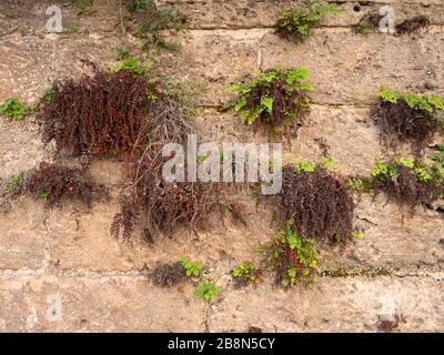 Foto: Old Brick Wall. Grunge Rotsteinmauer in der alten Kathedrale. Historische Mauer aus mittelalterlichen Ziegelsteinen aus dem Imperium in der stadt palma Stockfoto