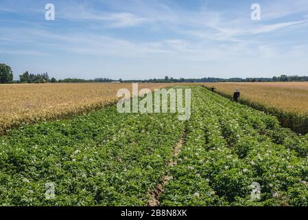 Kartoffelfeld im Kreis Gryfice, in der Wojewodschaft Westpomeranisch in Polen Stockfoto