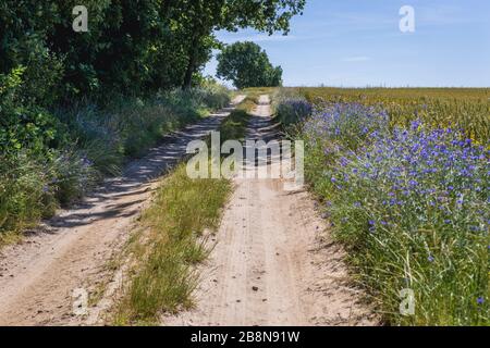 Feldstraße zwischen Feldern im Kreis Gryfice, in der polnischen Wojewodschaft Westpomeranisch Stockfoto