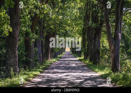 Straße in der Nähe der Stadt Gryfice im Kreis Gryfice, in der Wojewodschaft Westpomeranland in Polen Stockfoto