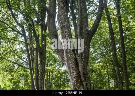 Wald - Straße von Widełki durch Bukowe Berdo und Tarnica nach Wołosate Stockfoto