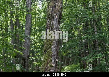 Wald - Straße von Widełki durch Bukowe Berdo und Tarnica nach Wołosate Stockfoto