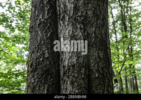 Wald - Straße von Widełki durch Bukowe Berdo und Tarnica nach Wołosate Stockfoto