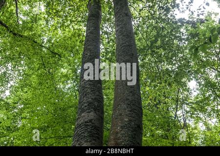 Wald - Straße von Widełki durch Bukowe Berdo und Tarnica nach Wołosate Stockfoto