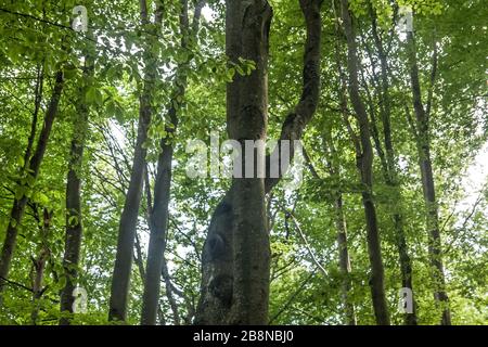 Wald - Straße von Widełki durch Bukowe Berdo und Tarnica nach Wołosate Stockfoto