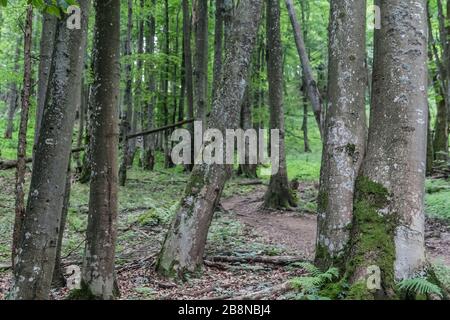 Wald - Straße von Widełki durch Bukowe Berdo und Tarnica nach Wołosate Stockfoto