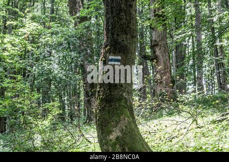 Wald - Straße von Widełki durch Bukowe Berdo und Tarnica nach Wołosate Stockfoto