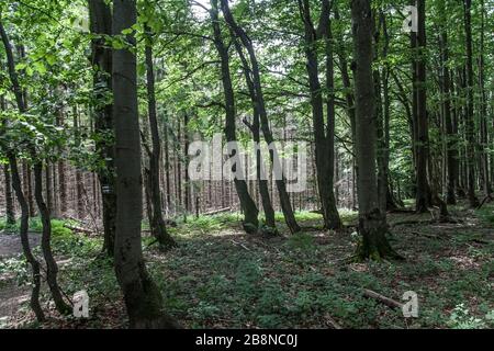 Wald - Straße von Widełki durch Bukowe Berdo und Tarnica nach Wołosate Stockfoto