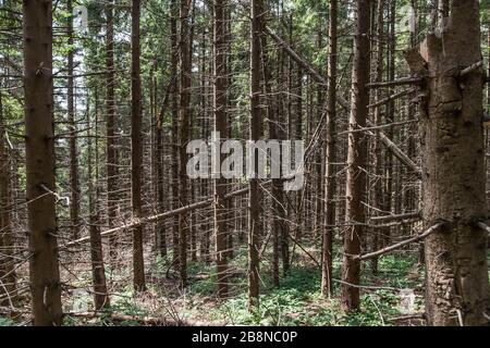 Wald - Straße von Widełki durch Bukowe Berdo und Tarnica nach Wołosate Stockfoto