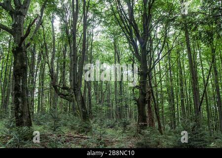 Wald - Straße von Widełki durch Bukowe Berdo und Tarnica nach Wołosate Stockfoto