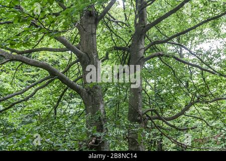 Wald - Straße von Widełki durch Bukowe Berdo und Tarnica nach Wołosate Stockfoto