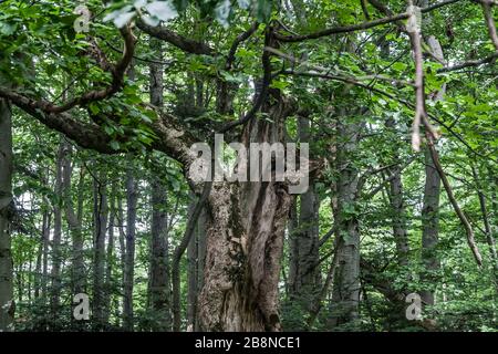 Wald - Straße von Widełki durch Bukowe Berdo und Tarnica nach Wołosate Stockfoto