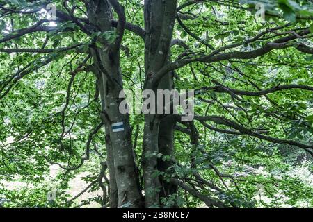 Wald - Straße von Widełki durch Bukowe Berdo und Tarnica nach Wołosate Stockfoto