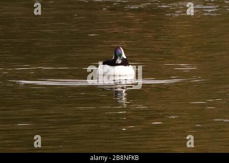 Bufflehead Enten im Sumpf Stockfoto