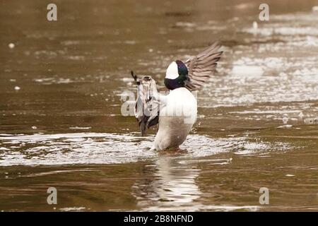 Bufflehead Enten im Sumpf Stockfoto