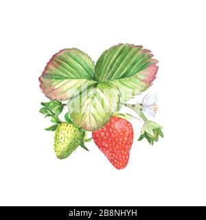 Grüne und reife Beeren mit Blättern und Blumen handgemalte Aquarellzeichnung. Stockfoto