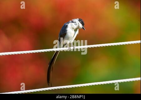 Fork-tailed Schopftyrann (Tyrannus savana), mangueiras Ranch, Bairro da Ponte Nova, Sao Paulo, Brasilien Stockfoto