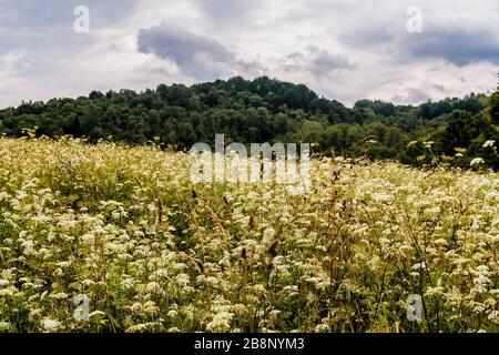 Kryve am Fluss San - ein ehemaliges Dorf im Bieszczady-Gebirge - seine Einwohner wurden 1947 von den kommunistischen polnischen Behörden vertrieben. Stockfoto