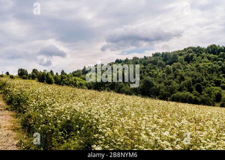 Kryve am Fluss San - ein ehemaliges Dorf im Bieszczady-Gebirge - seine Einwohner wurden 1947 von den kommunistischen polnischen Behörden vertrieben. Stockfoto