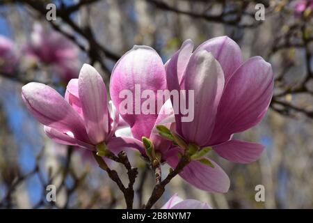 Drei magnolienblüten an einem Baum, nebeneinander Stockfoto