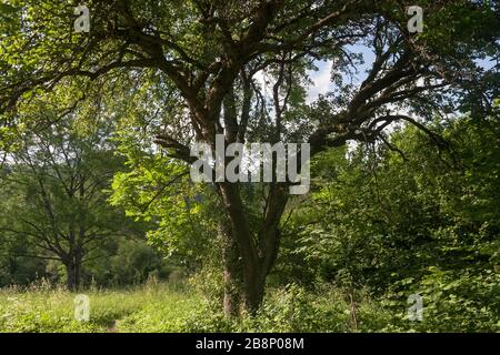 Łopienka - ein ehemaliges Dorf im Bieszczady-Gebirge - seine Bewohner wurden 1947 von den kommunistischen polnischen Behörden vertrieben Stockfoto