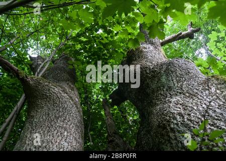 Łopienka - ein ehemaliges Dorf im Bieszczady-Gebirge - seine Bewohner wurden 1947 von den kommunistischen polnischen Behörden vertrieben Stockfoto