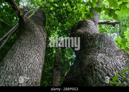 Łopienka - ein ehemaliges Dorf im Bieszczady-Gebirge - seine Bewohner wurden 1947 von den kommunistischen polnischen Behörden vertrieben Stockfoto