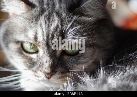 Schöne Furierkatze mit gelben Augen und einem langen Schnurrbart liegt unter Sonnenstrahlen Stockfoto