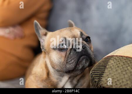 Der süße reinrassige Lawn French Bulldog ist im Begriff zu schlafen Stockfoto