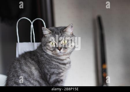 Schöne Furierkatze mit gelben Augen und langem Schnurrbart Stockfoto