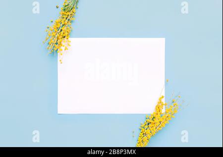 Vorgefertigtes Federlayout mit weißem Rechteck für Text. Rahmen aus frischen gelben Mimosa-Zweigen auf klarem, blauem, zarten Hintergrund. Stockfoto