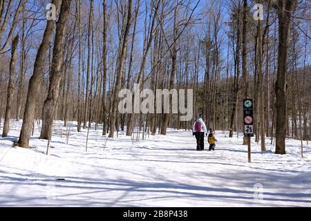 Ein Eltern- und Kleinkind spazieren in einem verschneiten Gatineau Park kurz vor der Schließung wegen COVID-19, Quebec, Kanada. Stockfoto