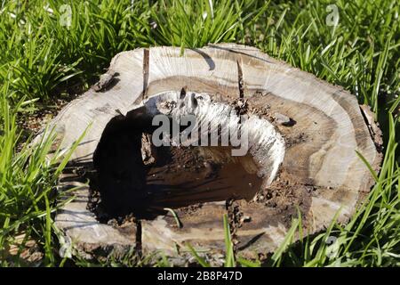 Baumstamm, sieht aus wie ein Kunstwerk Stockfoto