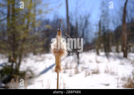 Rohrkolben (Typha latifolia), auch bekannt als reedmace oder cattail, im Winter. Gatineau Park, Quebec, Kanada. Stockfoto