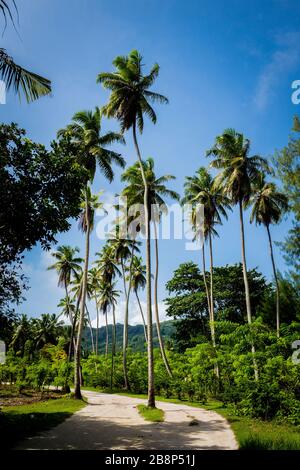 Das Tägliche Leben, La Digue. La Digue ist eine Insel auf den Seychellen, im Indischen Ozean vor Ostafrika. Es ist bekannt für seine Strände, wie Anse Source d'ARG Stockfoto