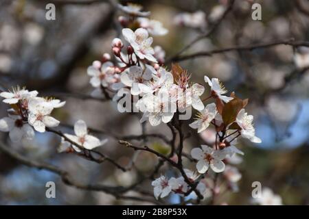 Weiße fruchtige Blumen auf jungen Zweigen. Kirschblüte Stockfoto