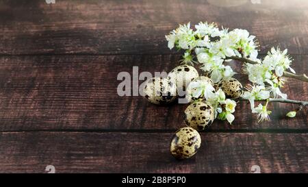 Kleine Wachtel sichtete Eier mit einem Zweig aufblühenden Obstbaums auf dem Holzhintergrund. Dunkler Modus, minimale Dunkelheit. Stockfoto